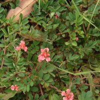 Indigofera spicata Forssk.